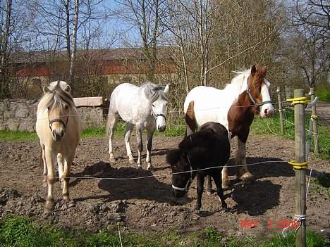 Shetlænder Tybjerggaards Ally *solgt - Ally overvejer den hurtigste flugtvej, kan man mon komme under hegnet ;-) billede 9