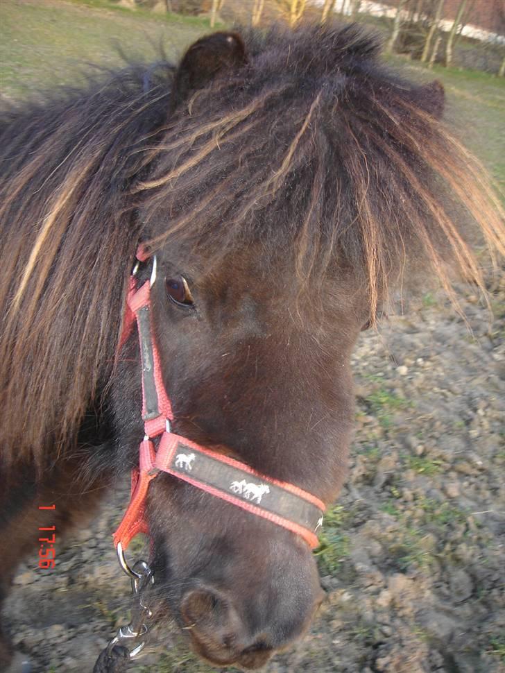 Shetlænder Sorteper - tih´ elsker den lille ting <3 billede 13