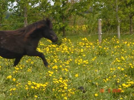 Shetlænder Sorteper - Små ponyer kan også lave store skridt xD billede 14