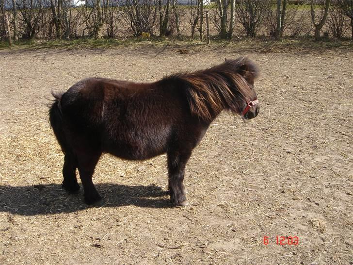 Shetlænder Sorteper - ..Langhåret Sorte? ^^ billede 15