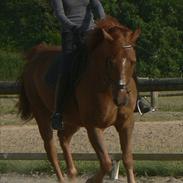 Anden særlig race Møffe (elevhest)
