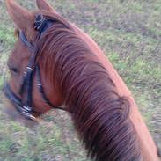 Anden særlig race Prins Hellios