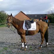 Anden særlig race Prins Hellios