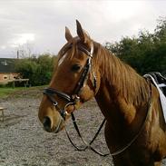 Anden særlig race Prins Hellios