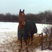 Anden særlig race Prins Hellios