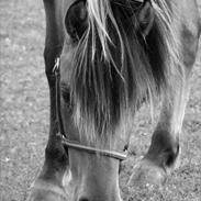 Anden særlig race Cheyenne