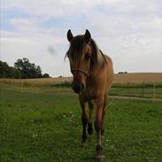 Anden særlig race Cheyenne