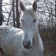 Knabstrupper Alexsander