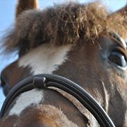 Anden særlig race June *Aflivet*