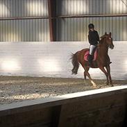 Anden særlig race Rokko *Rider* 