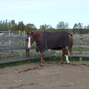 Svensk Varmblod First-in-line (Murphy)