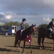 Dansk Varmblod Gammelbys Chatel