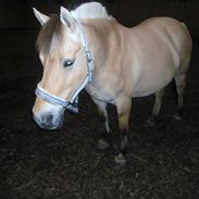 Fjordhest > Toftens Kibi < SOLGT