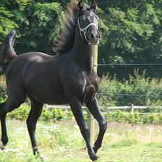 Anden særlig race Akeem