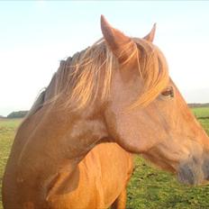 New Forest Vesterhedegårds Kir 