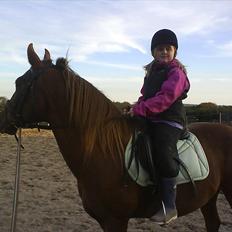 New Forest Vesterhedegårds Kir 