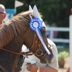 Anden særlig race Vestergårds La Chanta  