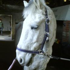 Anden særlig race Viggo