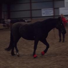 Welsh Cob (sec D) Chalfont Carrissima