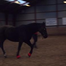 Welsh Cob (sec D) Chalfont Carrissima