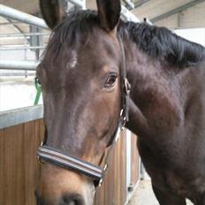 Anden særlig race Platinico - Tidl. PASSER