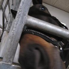 Anden særlig race Platinico - Tidl. PASSER