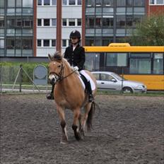 Anden særlig race bispevangens tyson