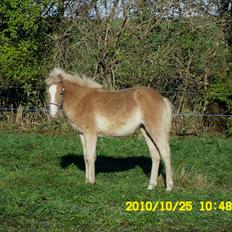 Haflinger Monroe 