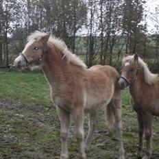Haflinger Monroe 