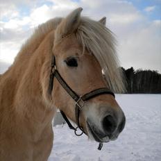 Anden særlig race Mulle