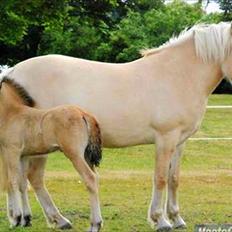 Anden særlig race Mulle