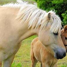 Anden særlig race Mulle