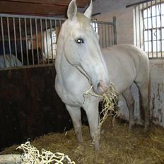 Knabstrupper Dritholgårds Gaiwa