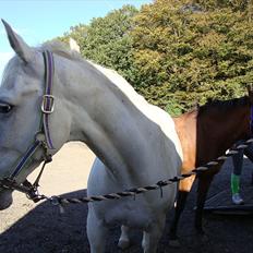 Knabstrupper Dritholgårds Gaiwa