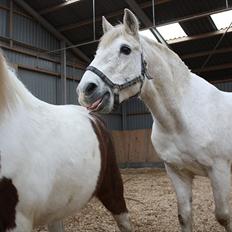 Anden særlig race snowball