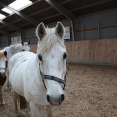 Anden særlig race snowball