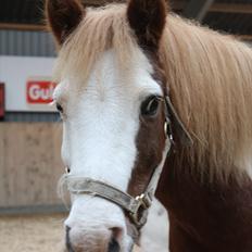 Anden særlig race nikki