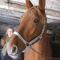 Anden særlig race Fiona (uforglemmelig <3) (solgt :(
