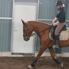Anden særlig race Fiona (uforglemmelig <3) (solgt :(