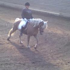 Haflinger Gildegaardens Havanna