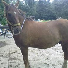 Anden særlig race Vivaldo....<3 Fortid..;/