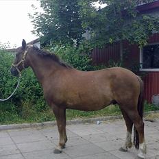 Anden særlig race Vivaldo....<3 Fortid..;/