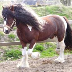 Irish Cob SIR CONNERY De CANTERVILLE