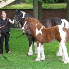 Irish Cob SIR CONNERY De CANTERVILLE