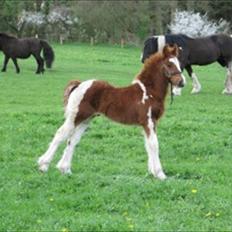 Irish Cob SIR CONNERY De CANTERVILLE