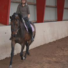 Dansk Varmblod Cannon af Bredmose *Solgt*