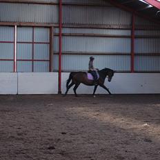 Dansk Varmblod Cannon af Bredmose *Solgt*