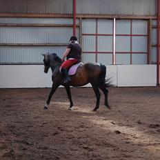 Dansk Varmblod Cannon af Bredmose *Solgt*