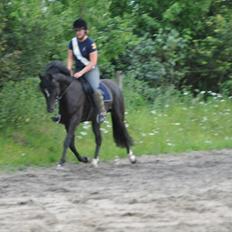 New Forest Polsbury Pericles