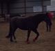 Welsh Cob (sec D) Chalfont Carrissima